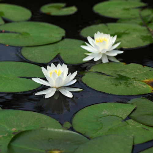 Seagrass & Lotus Fragrance Oil - 1L