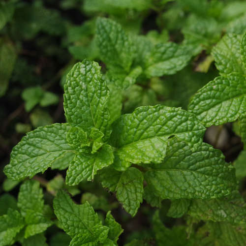 Mint Fragrance Oil - 10ml