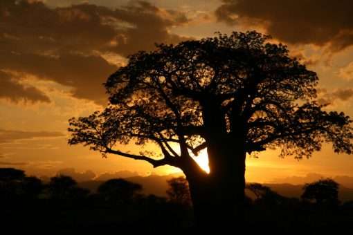 Baobab Carrier Oil - 250ml