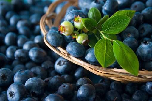 Blueberry Fragrance Oil - 10ml