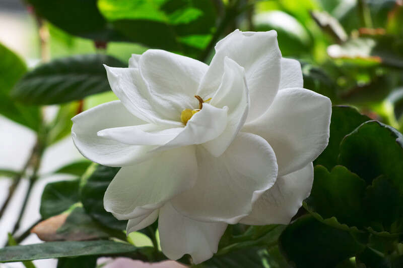 Gardenia Fragrance Oil - 1L