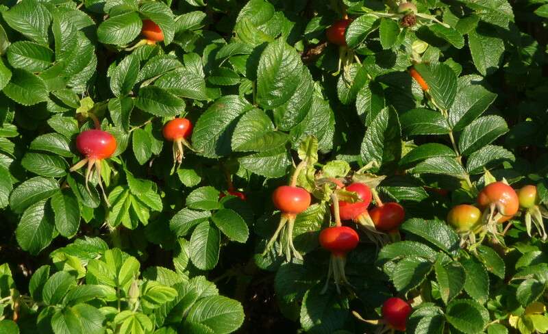 Organic Rosehip Oil - 10ml