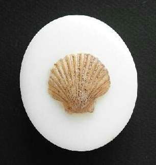 Shell Silicone Mould - 70g