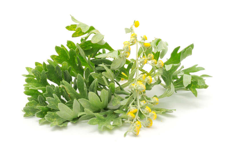 Dried Wormwood - 100g