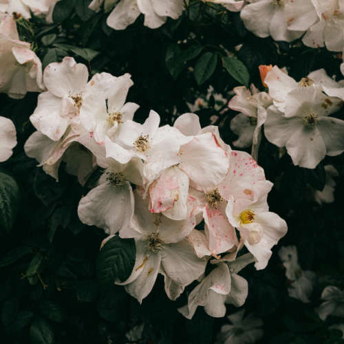 Musk Fragrance Oil - 10ml
