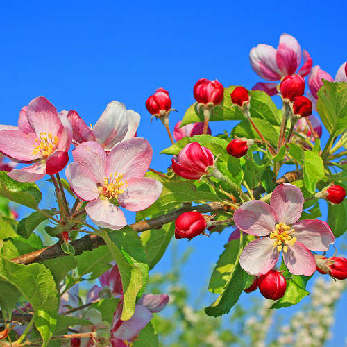 Apple Blossom Fragrance Oil - 10ml
