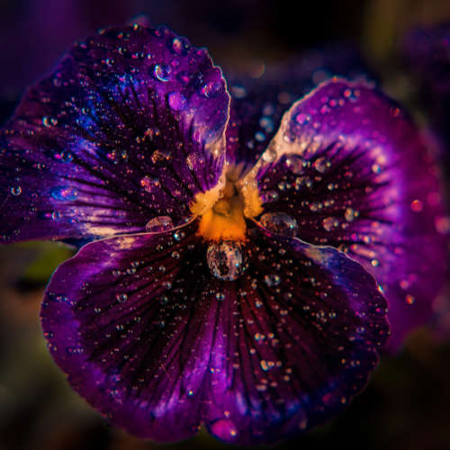 Cosmic Flower Fragrance Oil - 10ml