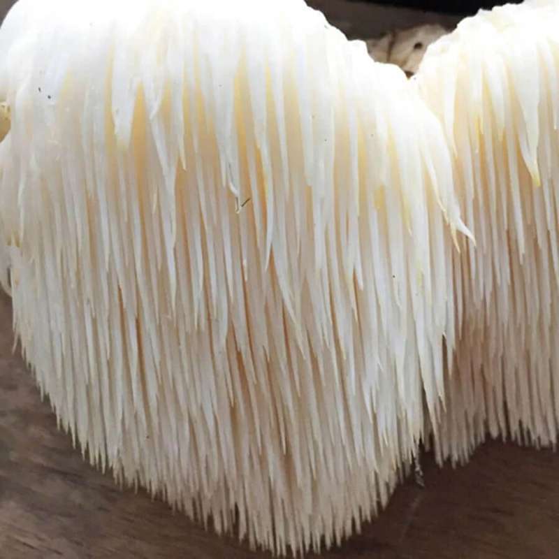 Myshrooms Mushroom Grow - Lion's Maine (Hericium Erinaceus)