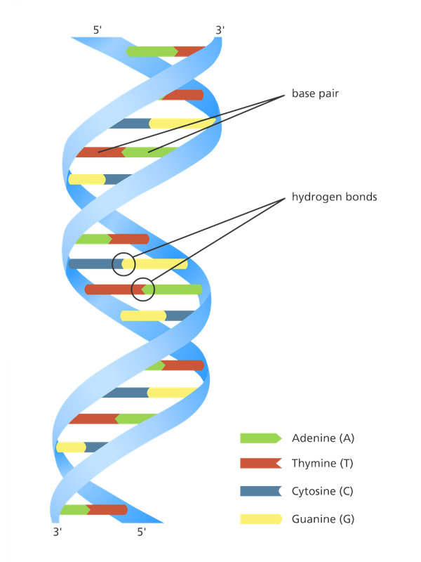 DNA Activity Model