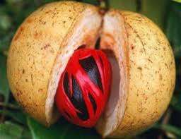 Kombo Butter Pure Unrefined (African Nutmeg)