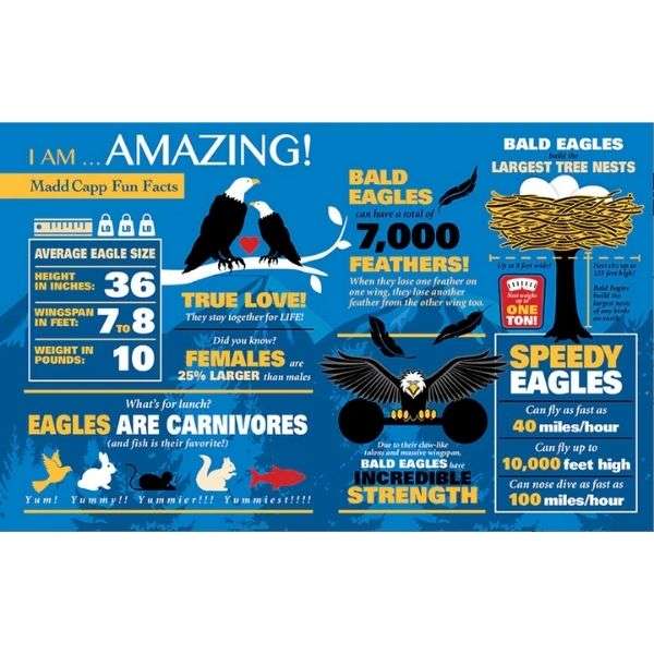 Madd Capp Puzzle 550pc I Am Eagle