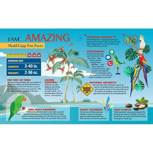 I am Parrot Jigsaw Puzzle 300pc MADD CAPP