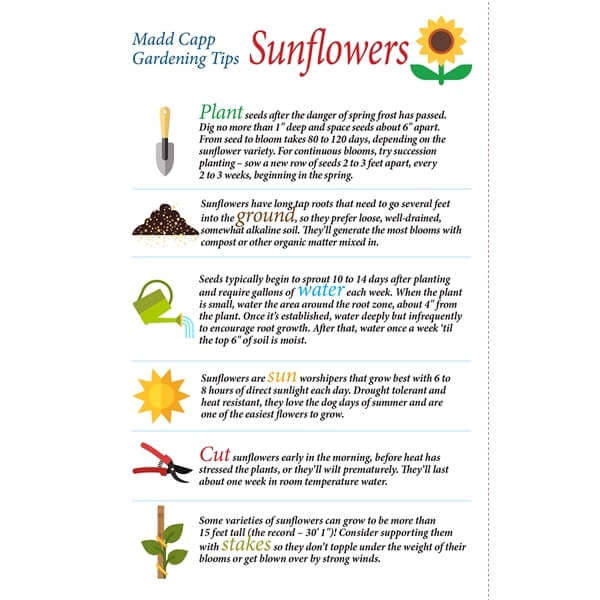 MADD CAPP I am Sunflower Jigsaw Puzzle 350pc