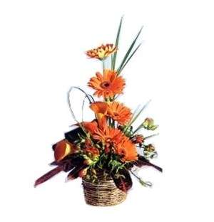 Ornate Orange