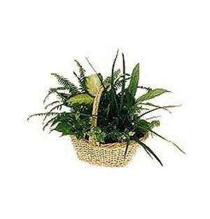 Plant Assortment
