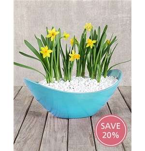 Daffodil in a Boat