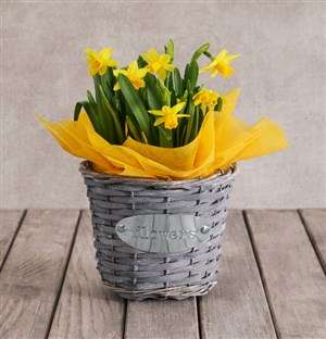 Sunshine in a basket