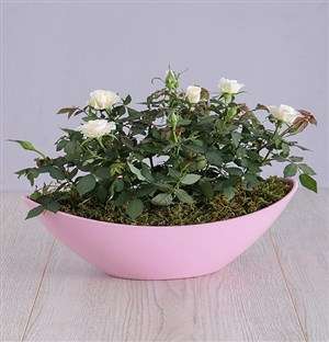 Mothers Day Rose Bush In Boat Vase