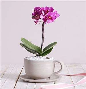 Pink Midi Orchid in Ceramic Pot