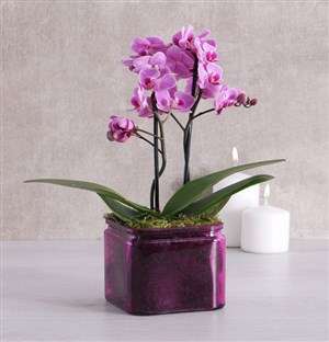 Midi Orchid in a Coloured Vase