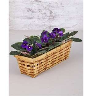 Violet Plants and Moss in a Wine Basket