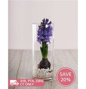 Purple Hyacinths Delight