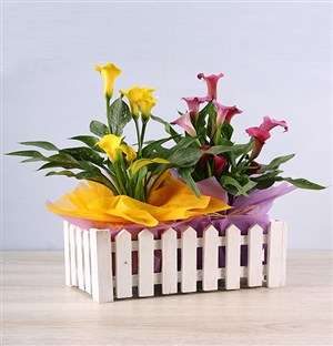 Zantedeschia Rainbow Surprist