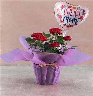 Blossoming Mothers Day Rose Bush
