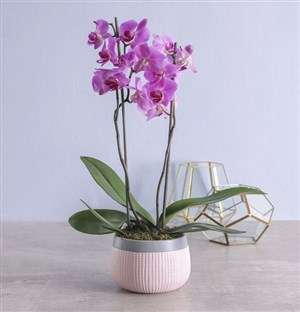 Orchid in Pink Pot