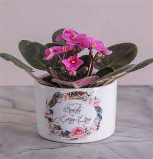 Mothers Day African Violet