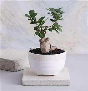 Mothers Day Ficus Bonsai