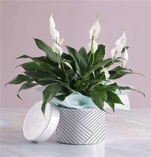 Mothers Day Peace Lily