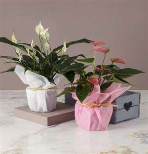 Mixed Pot Plant Mothers Day Crate