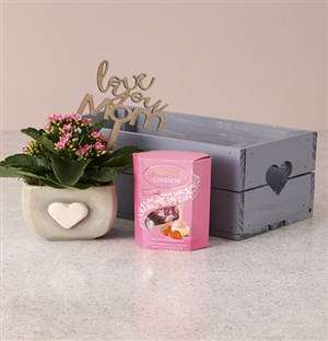 Pink Pleasures Kalanchoe Crate