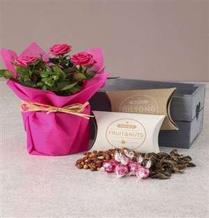 Cerise Rose Bush Hamper For Mum