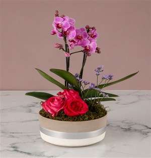 Garden Of Orchids And Blooms