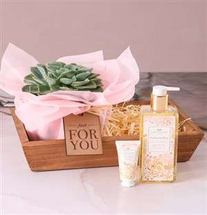 Mothers Love Succulent Hamper