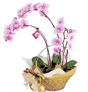 Laelia Orchid