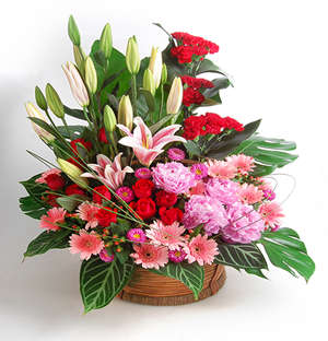 Floral Fireworks