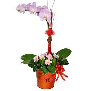 CNY Orchid