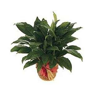 Single Plant