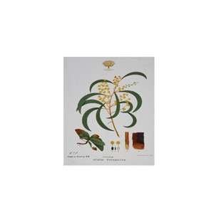 Maxwell and Williams Tea Towel Wattle