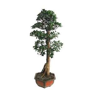 Step Ficus Bonsai
