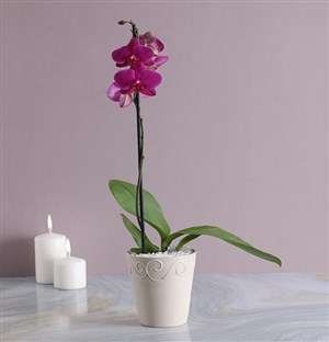 Phalaenopsis Orchid in Cream Pottery