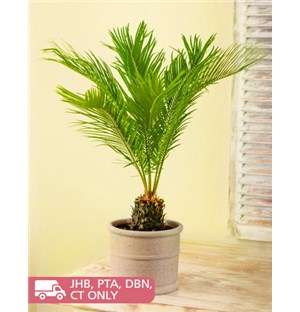 Cycad Revoluta