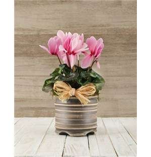 Cyclamen in a Pot
