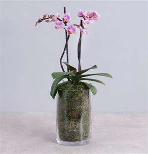 Phalaenopsis Orchid in Glass Vase
