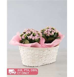 Double Kalanchoe Basket