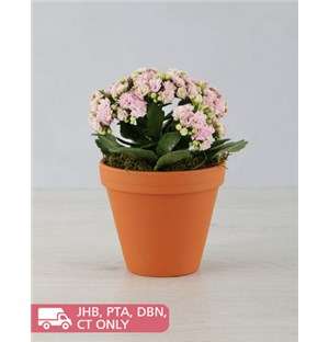 Kalanchoe Pot Plant
