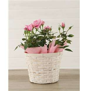 Pink Rose Bush in Planter